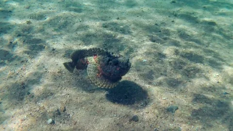 Slow motion, Reef Stonefish (Synanceia verrucosa) slowly swims over pebble Stock Footage 137435012