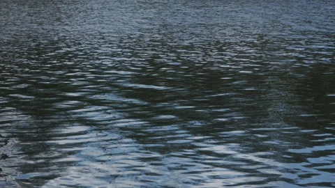 Slow Motion Reflection of Trees in River – Tranquil Natural Flow Stock Footage 308397888