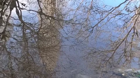 Slow motion reflection of  trees in the water Video stock 182410155