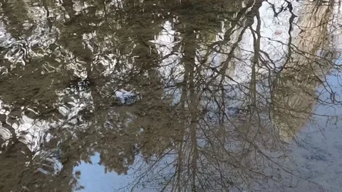 Slow motion reflection of trees in the water Video stock 182414560