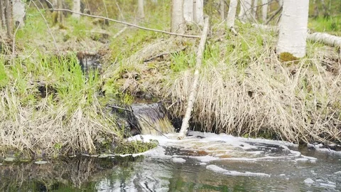 Slow motion. Relaxing shot of a stream running along the forest Stock Footage 111133293