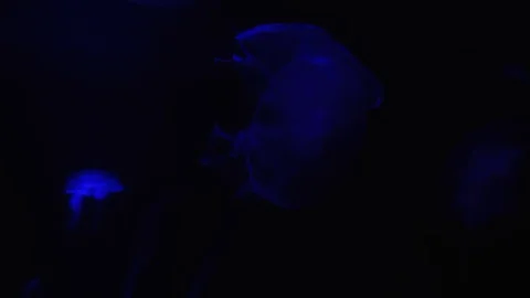 Slow motion relaxing view background of a glowing jellyfish slowly floating Stock Footage 129140175