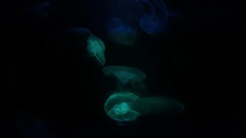 Slow motion relaxing view background of a glowing jellyfish 動画素材 129589184