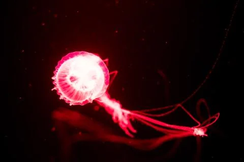 Slow motion relaxing view background of a glowing red color jellyfish slowly Stock Photos