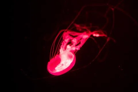 Slow motion relaxing view background of a glowing red color jellyfish slowly Stock Photos