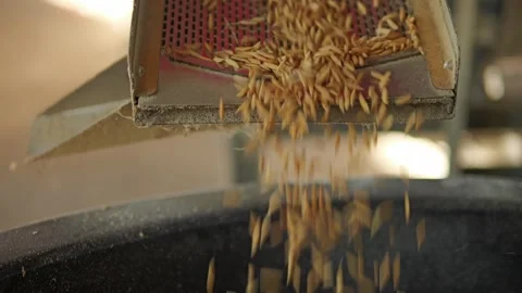 Slow Motion rice grains are falling as they are being filtered Stock Footage 326331978