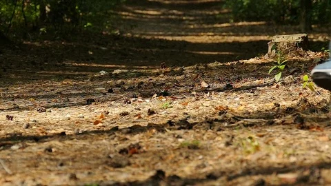  Slow motion. Riding mono wheel in autumn wood, leaves scatter, turn. Stock Footage 80423122