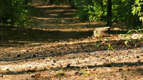  Slow motion. Riding mono wheel in autumn wood, leaves scatter, feet of man  Видео 80423212