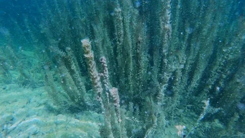 Slow motion right pan looking down grass covering Alpine lake Bohinj floor Stock Footage 135173853