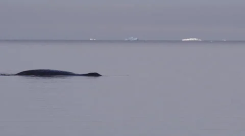 Slow motion - Right whale surfacing and diving with icebergs Stock Footage 64249023