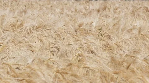 Slow motion of ripe barley in the wind Stock-Footage 51783006