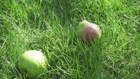 Slow motion ripe pear falls into the grass Stock Footage 88364019