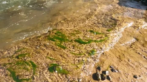 Slow motion ripples of clear mountain river water on mossy riverbank Video stock 320920938