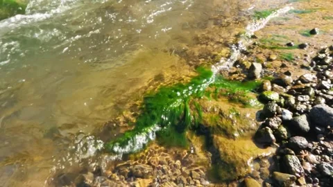 Slow motion ripples of clear mountain river water on mossy riverbank Video stock 320920939