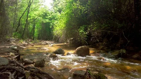 Slow motion of a river into a beautiful forest in Sardinia Video stock 243825694
