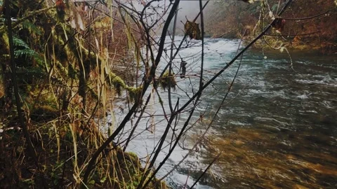 Slow Motion River Clip At Silver Falls State Park, Oregon. Stock Footage 204710841