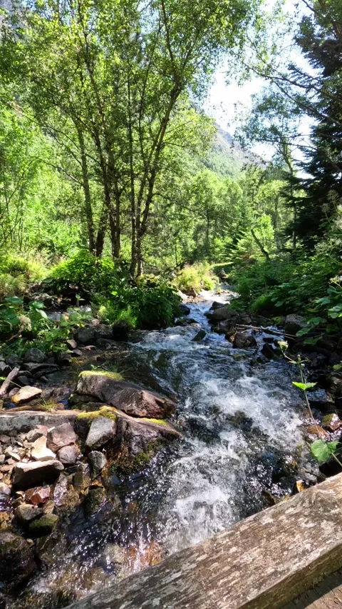 Slow motion river flowing through lush forest Stock Footage 315661504