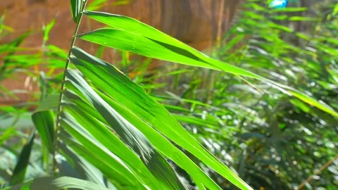 Slow motion of river plants moved by the wind Stock Footage 124367298