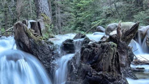Slow motion river root Stock Photos