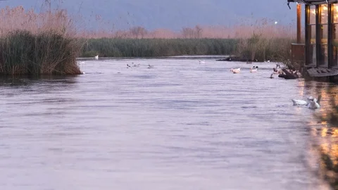 Slow Motion River Stream and Ducks Stock Footage 126184818