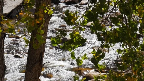 Slow motion of a river through trees in Colorado National Park. Stock Footage 98011366