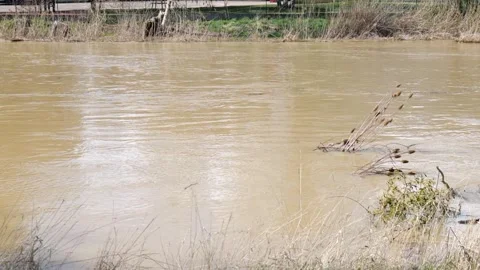 A slow motion river with vegetation. a river with yellow water Stock Footage 269418072