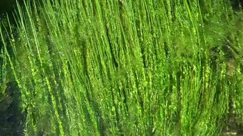 Slow motion of River water flow through the grass Stock Footage 113517771