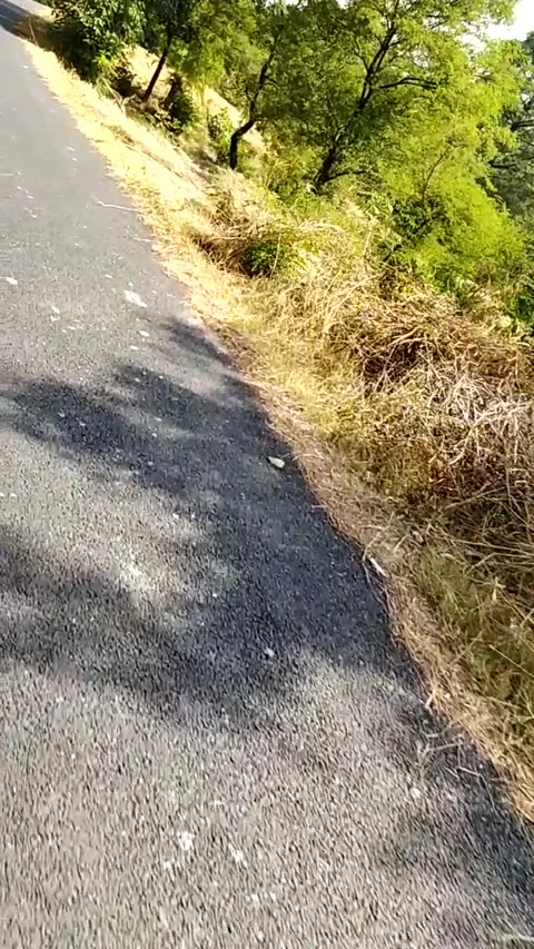Slow motion of road and forest. Stock Footage 141483294