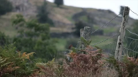 Slow Motion Robin Bobs from Post to Ferns with Focus Shift Video stock 182984373