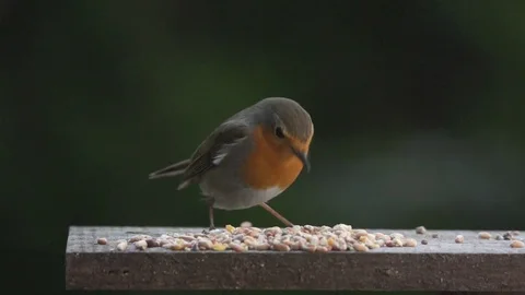 Slow Motion of Robin eating bird food on a food plate 動画素材 76583564