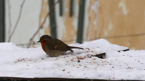 Slow motion with a robin Erithacus rubecula and blackbird eating grains and b Stock Footage 71818468