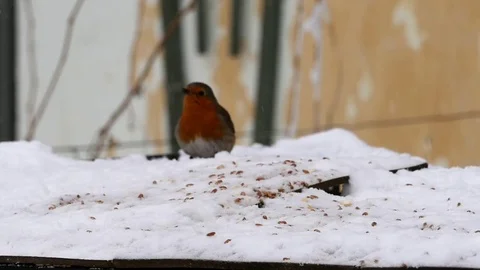Slow motion with a robin Erithacus rubecula who eats grains and Stock Footage 71818629