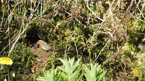 Slow motion Robin erithacus rubecula cleans nest by eating faecal sac Stock Footage 98900161