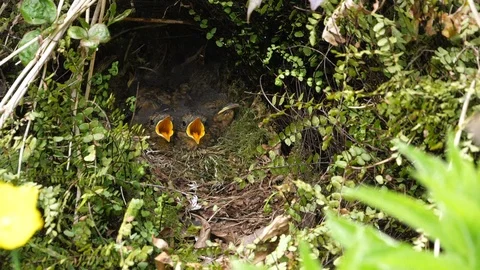 Slow motion Robin Erithacus rubecula flies to nest ,feeds nestling Stock Footage 98900260