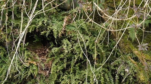 Slow motion Robin Erithracus rubecula flies to nest to incubate nestlings Video stock 98905603