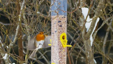 Slow motion Robin takes seed from feeder and flies away in snow Stock Footage 114459122