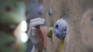 Slow Motion Of Rock Climber Hand In Chalk, Grabs The Climbing Stone While Stock Footage