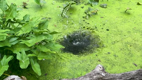 Slow motion rock splashing into river with thick green algae Stock Footage 329129262