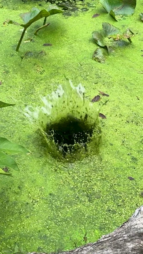 Slow motion rock splashing into stream with thick green algae Stock Footage 329891994