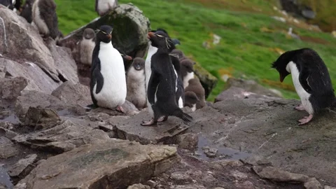 Slow Motion Rockhopper Penguin Gets Aggressive and Other Jumps Away. Fight .. Stock Footage 340287625