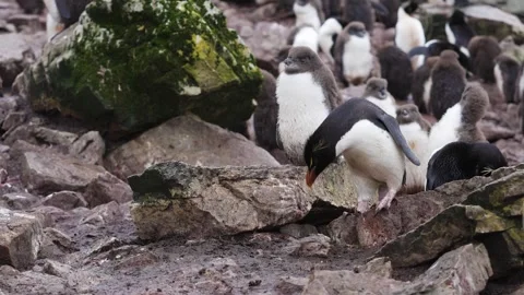 Slow Motion Rockhopper Penguin Jumping Across Rocks Camera Follows the Acti.. Stock Footage 340287398