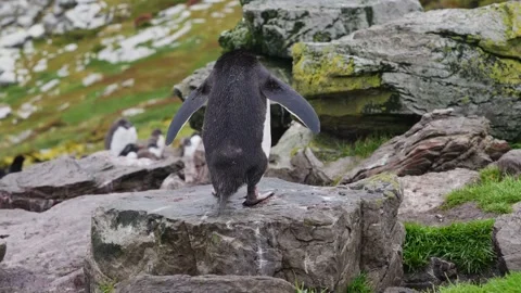 Slow Motion Rockhopper Penguin Runs Away From Us Hop From Rock to Stone in .. Stock Footage 340286598