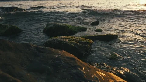 Slow motion on rocks in seaweed rolls wave Stock Footage 81177355