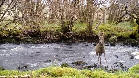 Slow Motion Roe Deer Buck Running Out of River Towards Camera, Isle of Skye Stock Footage 194016409