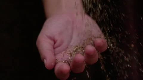 Slow motion, rooibos grains falling onto a hand, black background Stock Footage 236553618