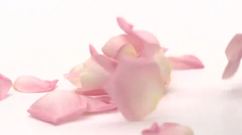 Slow motion rose leaves Stock Footage 33802053