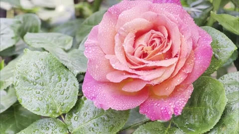 Slow Motion Rose Macro Footage 4K Dolby Vision 動画素材 335276066