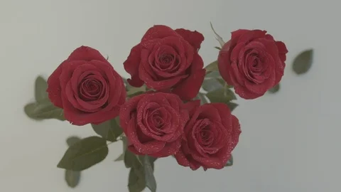 Slow Motion Rose Petals Falling on a Bunch of Roses Stock Footage 124023110