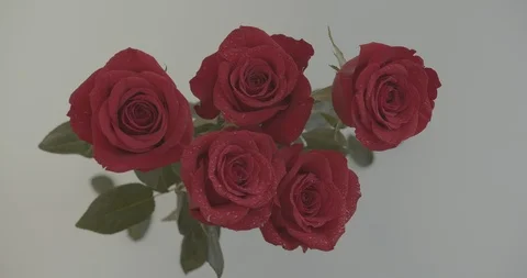 Slow motion Rose Petals Falling on Roses on White Background Stock Footage 124025265