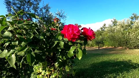 Slow motion of a rose plant in front of an olive grove Stock Footage 137424769
